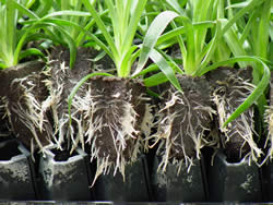 These carnations were rooted in a post tray. Great
roots