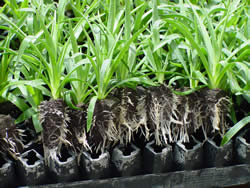 Rooted with more air promotes more roots
