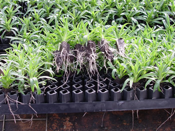 Carnation's rooted in tray, up-side down
to promote root growth