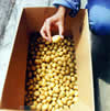Pre-Nuclear Potato Seed
