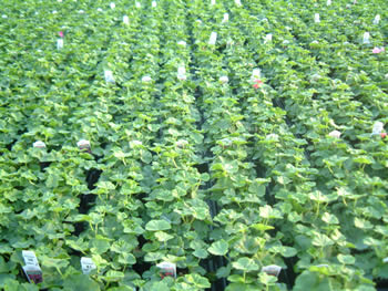 Geranium 20