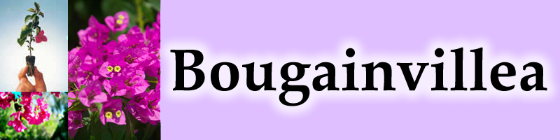 Bougainvillea