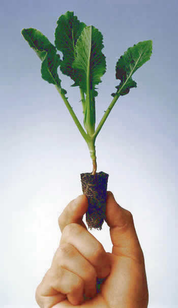 Brassica Family