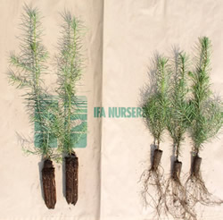 Left: Q-plug to plug grown ninety (90) days in Styroblock<br><br>Right: Q-pluggrown as a P-1ninety (90 ) days ofter transplanting in BR Nursery
