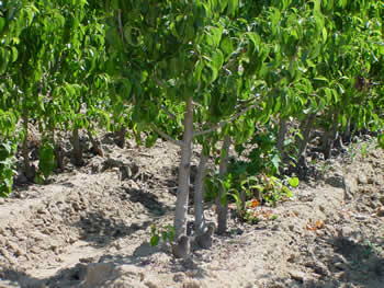 Fruit 8