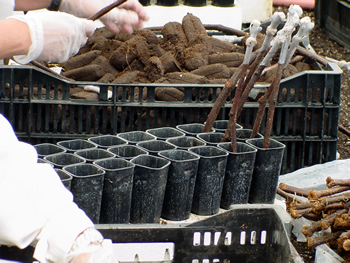 Traditional grafted in root tube Grape 2