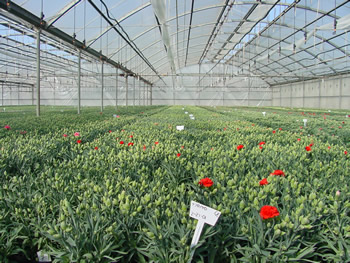 Carnation 4