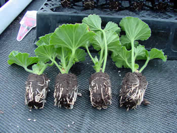 Geranium 2