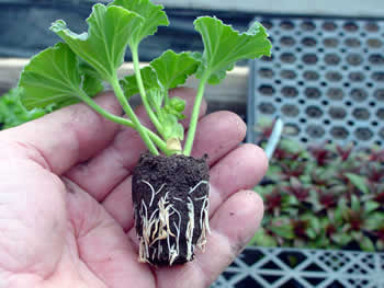 Geranium 3