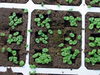 Basil Seedlings in a Custom Designed Media Flat
