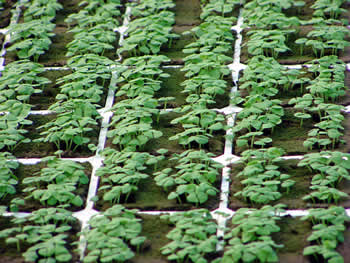 Strong Basil Seedling Stand