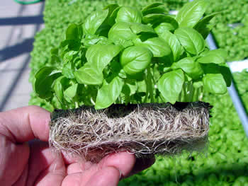 Herb 8