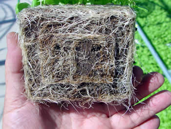 Basil Roots