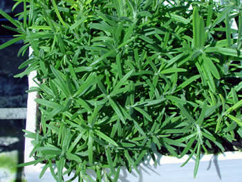Rosemary