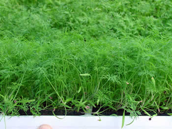 Dill