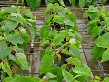 Poinsettia
10