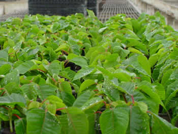 Poinsettia 11