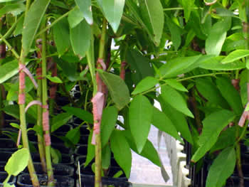 Fruit 23