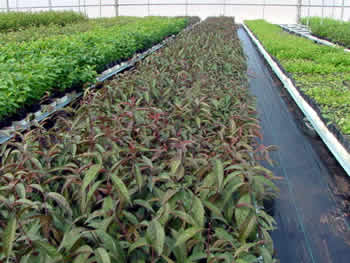 Fruit 25