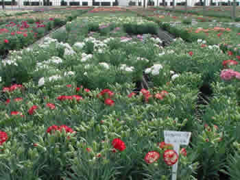Carnation 5
