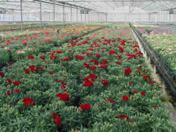 Carnation 6