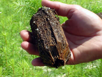 Tree 11