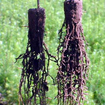 Tree 15