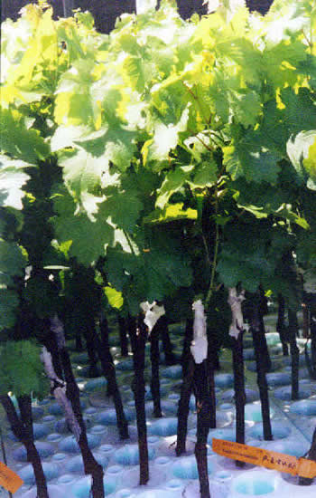 Grape 01