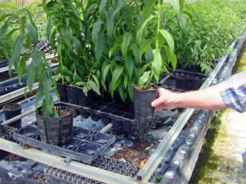 New Tree Tube 1