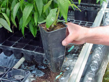 New Tree Tube 2