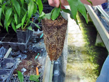 New Tree Tube 3
