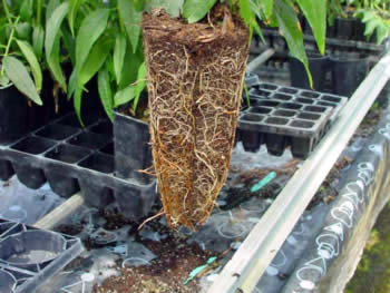 New Tree Tube 4