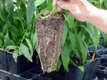 New Tree Tube 5
