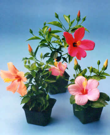 Hibiscus 4
