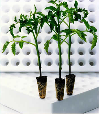 Tomatoes