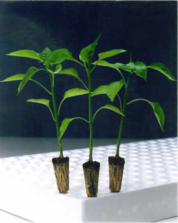 Peppers