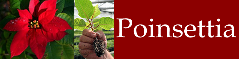 Poinsettias