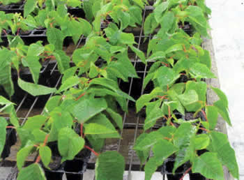 Poinsettia 5
