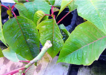 Poinsettia 6