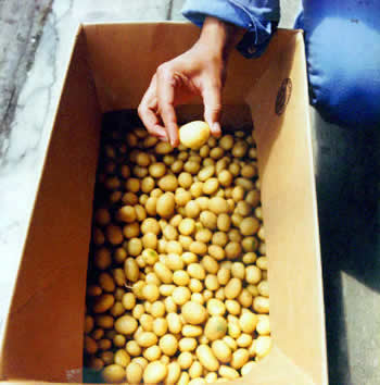 Potato 2
