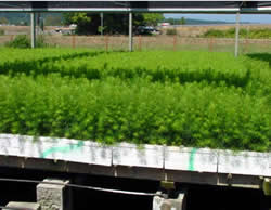 Hardening off Q-plug to plug seedling in outdoor greenhouse