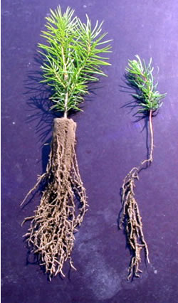 Tree Seedlings