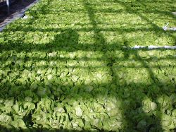 A healthy stand of hydroponic lettuce