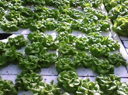 Hydroponic Production